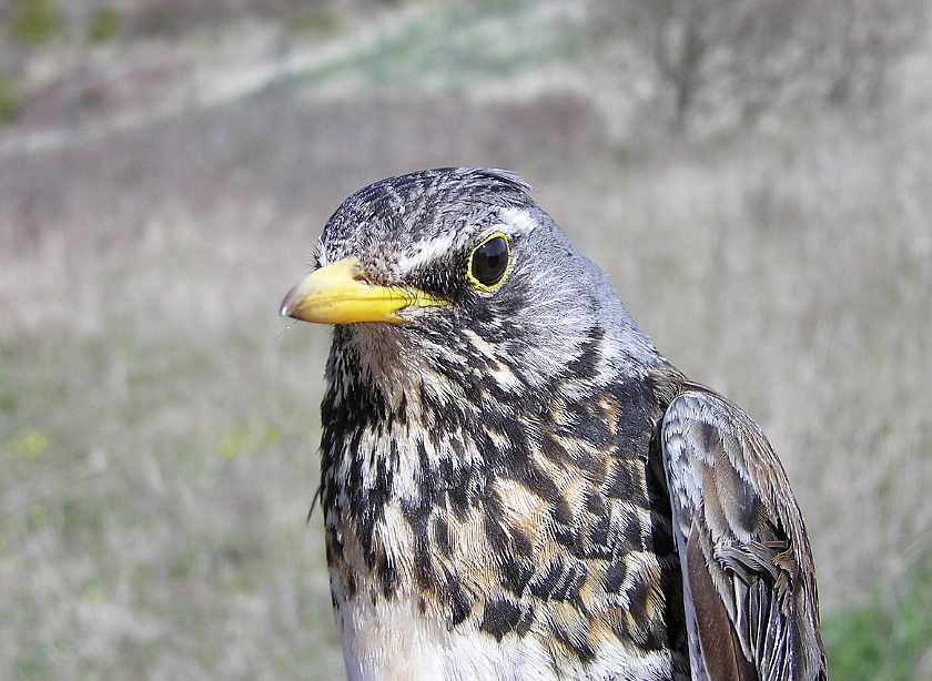 Fieldfare, Sundre 20050512